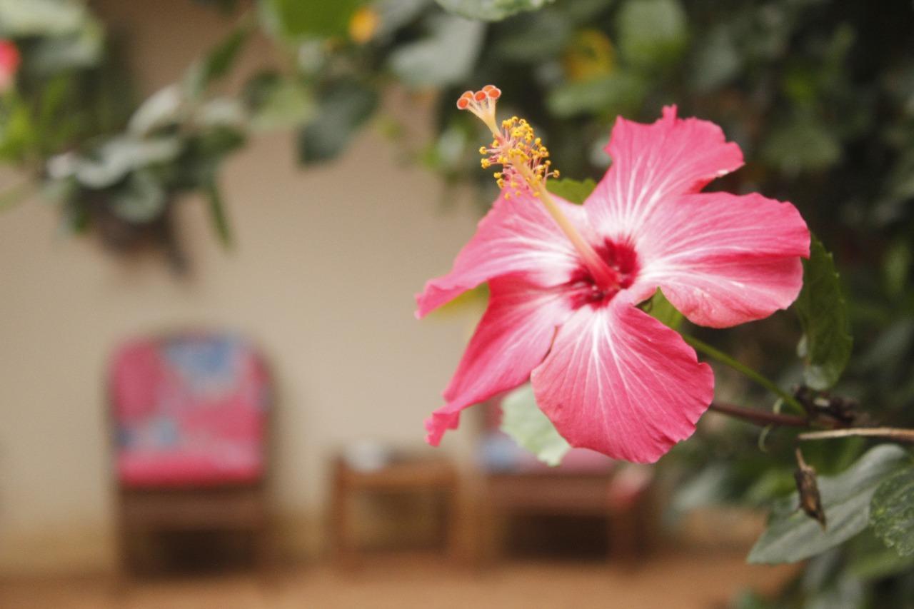Vida Tropical Bed & Breakfast Alajuela Екстериор снимка